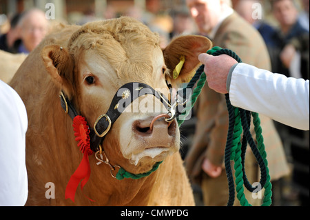 Blonde sparsahmen Stier bei einem Verkauf wird statt am Halfter. Stockfoto