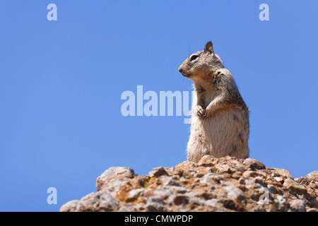 Westliche graue Eichhörnchen in freier Wildbahn vor blauem Himmel Stockfoto