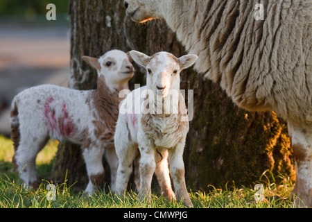 Junge Lämmer mit ihrer Mutter in einem Feld Stockfoto