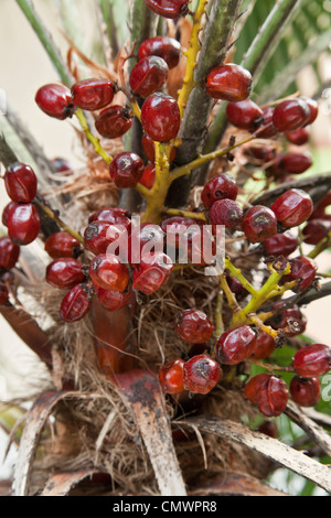 Sägepalme, reifende Frucht. Stockfoto