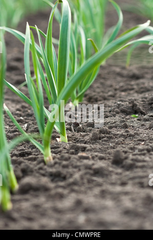 Junger Knoblauch Pflanzen auf dem Feld, landwirtschaftlichen Hintergrund Stockfoto