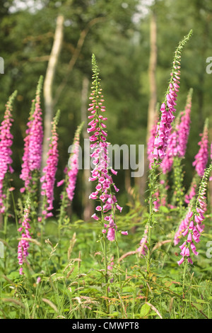 Nahaufnahme von Fingerhut Blumen in einem Wald Stockfoto