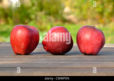 Starkinson äpfel auf den Tisch (Malus Domestica) im Garten. Stockfoto