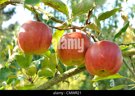 Melrose apples on the branch (Malus domestica) in the garden. Stockfoto