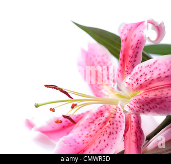 Rosa Stargazer Lily in der Ecke des Rahmens vor einem weißen Hintergrund. Hat einen dezenten Schatten Stockfoto