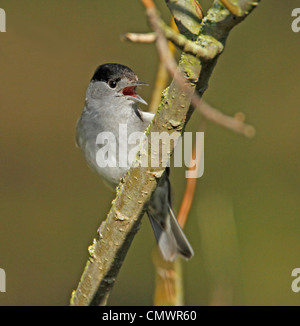 Mönchsgrasmücke singen im Baum Stockfoto