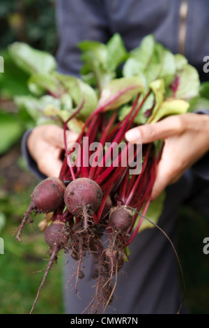 Weibliche Gärtner halten selbst angebaute Rüben frisch aus dem Garten gepflückt Stockfoto