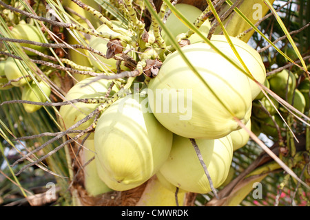 Kokosnüsse Stockfoto
