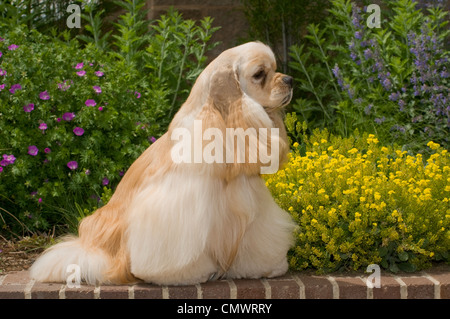 Goldene Cockerspaniel auf Ziegelwand mit Blumen hinter sitzen Stockfoto