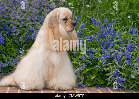 Goldene Cockerspaniel auf Ziegelwand mit Blumen hinter sitzen Stockfoto