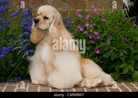 Goldene Cockerspaniel auf Ziegelwand mit Blumen hinter sitzen Stockfoto