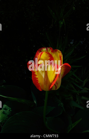 Eine rote und gelbe Frühjahr blühende Tulpe Blüte bei Sonnenaufgang vor einem dunklen Hintergrund Stockfoto