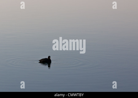 Dunkle Wasser Vogel auf einer Fläche von fast ruhiger See in Kärnten, Österreich Stockfoto