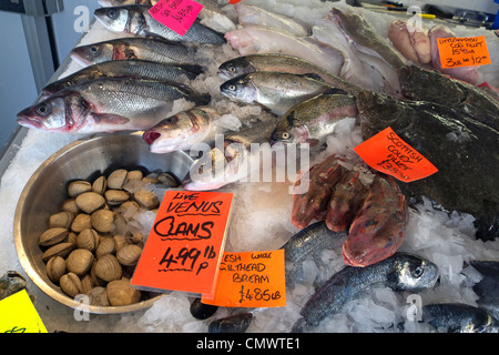 Vereinigtes Königreich West Sussex Littlehampton am Fluss Fische shop eine nassen Fisch-display Stockfoto