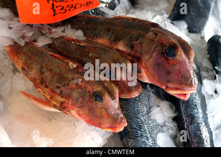 Vereinigtes Königreich West Sussex Littlehampton am Fluss Fische shop eine nassen Fisch-display Stockfoto