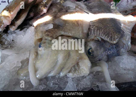 Vereinigtes Königreich West Sussex Littlehampton am Fluss Fische shop eine nassen Fisch-display Stockfoto