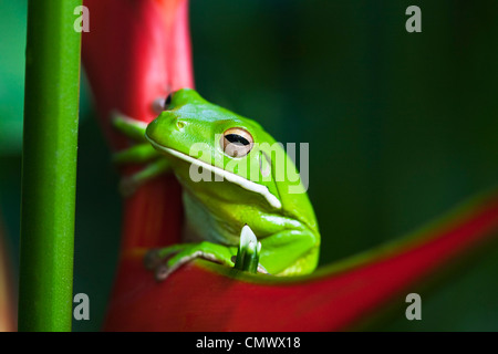 Weißlippen-Laubfrosch (Litoria Infrafrenata) sitzt auf einer Blume Heliconia. Cairns, Queensland, Australien Stockfoto