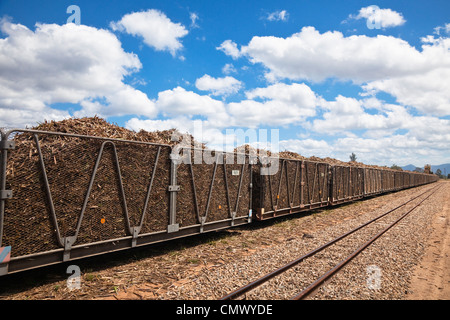 Geerntete Zuckerrohr geladen in Behälter bereit, in die Zuckerfabrik transportiert werden. Cairns, Queensland, Australien Stockfoto