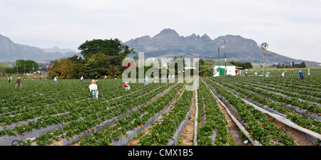 Genähte Panorama einer Strawberry Farm in der Nähe von Stellenbosch, Südafrika Stockfoto