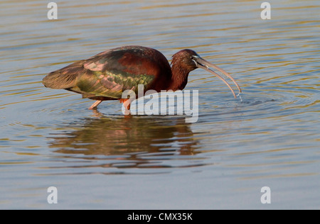 Sichler (Plegadis Falcinellus) Fütterung Stockfoto