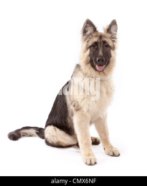 Junger Schäferhund Rüde 5 Monate alt Stockfoto