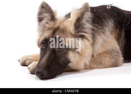 Junger Schäferhund Rüde 5 Monate alt Stockfoto