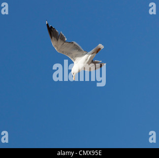 Yellow-legged Möve, Larus Michahellis. Seagull. Fotografiert in Almeria, Spanien. Stockfoto