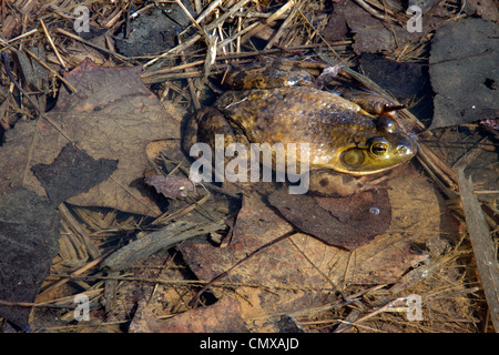 Ochsenfrosch (Rana Catesbeiana) ruhen im Teich. Osten der USA. Stockfoto