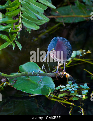 Grüner Reiher auf Zweig über Wasser thront Stockfoto