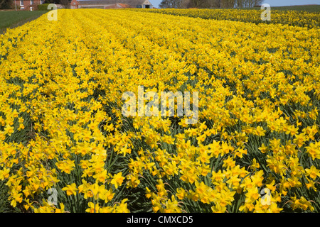 Kultivierte Narzissen wachsen im Feld in der Nähe von Happisburgh, North Norfolk, England Stockfoto