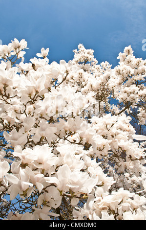 Magnolie (Veitchii X Denudata) 'Columbus', Savill Garden, Berkshire, England, Vereinigtes Königreich Stockfoto