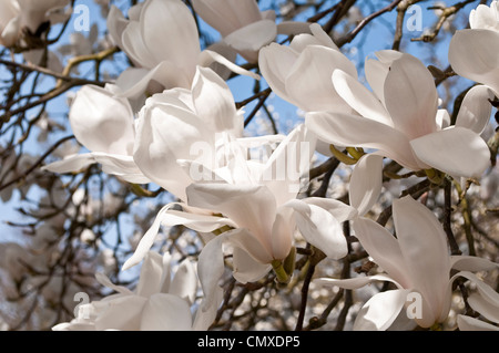 Magnolie (Veitchii X Denudata) 'Columbus', Savill Garden, Berkshire, England, Vereinigtes Königreich Stockfoto