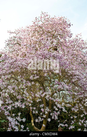 Magnolia X loebneri 'Leonard Messel' Champion Baum, Savill Garden, Berkshire, England, UK Stockfoto