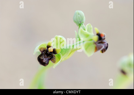 Ophrys Bombyliflora. Hummel-Orchidee Stockfoto