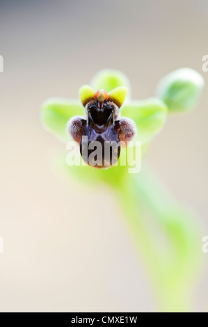Ophrys Bombyliflora. Hummel-Orchidee Stockfoto