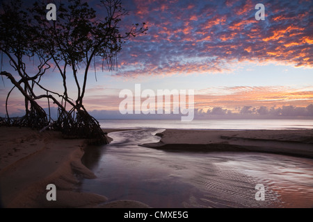 Mangrovenbäume am Strand bei Sonnenaufgang. Kewarra Beach, Cairns, Queensland, Australien Stockfoto