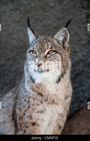 Luchs-Porträt Stockfoto