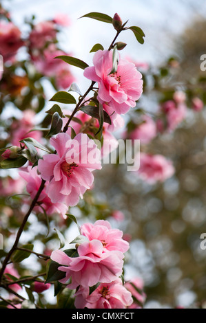Kamelie-X Williamsii "Spende" Stockfoto