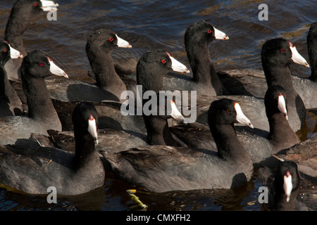 Amerikanische Blässhühner - grüne Cay Feuchtgebiete - Boynton Beach, Florida USA Stockfoto