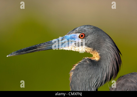 Dreifarbige Heron - grüne Cay Feuchtgebiete - Boynton Beach, Florida USA Stockfoto