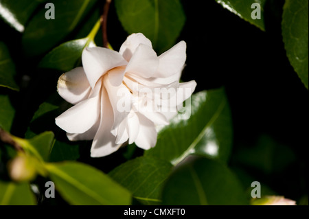 Camellia Japonica 'Hagoromo' AGM, auch bekannt als Camellia Japonica 'Magnoliiflora' Stockfoto