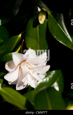 Camellia Japonica 'Hagoromo' AGM, auch bekannt als Camellia Japonica 'Magnoliiflora' Stockfoto