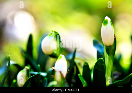 Schneeglöckchen Blüten sind berühmte Vorboten für den Frühling Stockfoto