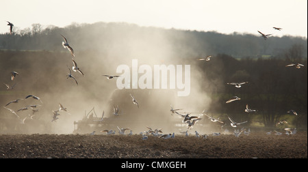 Landwirte, die Vorbereitung einer trockenen Bereich unter fast Dürrebedingungen für Frühling planting'North Norfolk "UK Stockfoto