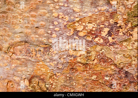 Betula Albosinensis, chinesische rote Birke Stockfoto