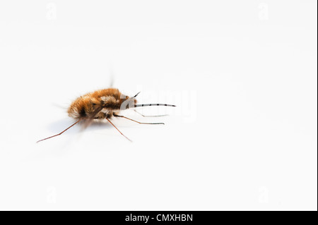 Bee Fly, große Bombylius auf weißem Hintergrund Stockfoto