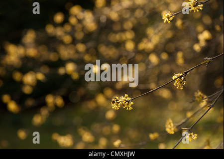 Cornus Mas 'Aurea Elegantissima' Variegated Cornelian Cherry Stockfoto