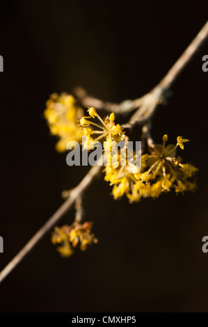 Cornus Mas 'Aurea Elegantissima' Variegated Cornelian Cherry Stockfoto