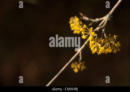 Cornus Mas 'Aurea Elegantissima' Variegated Cornelian Cherry Stockfoto