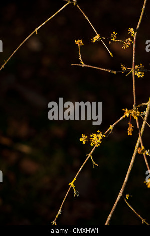 Cornus Mas 'Aurea Elegantissima' Variegated Cornelian Cherry Stockfoto